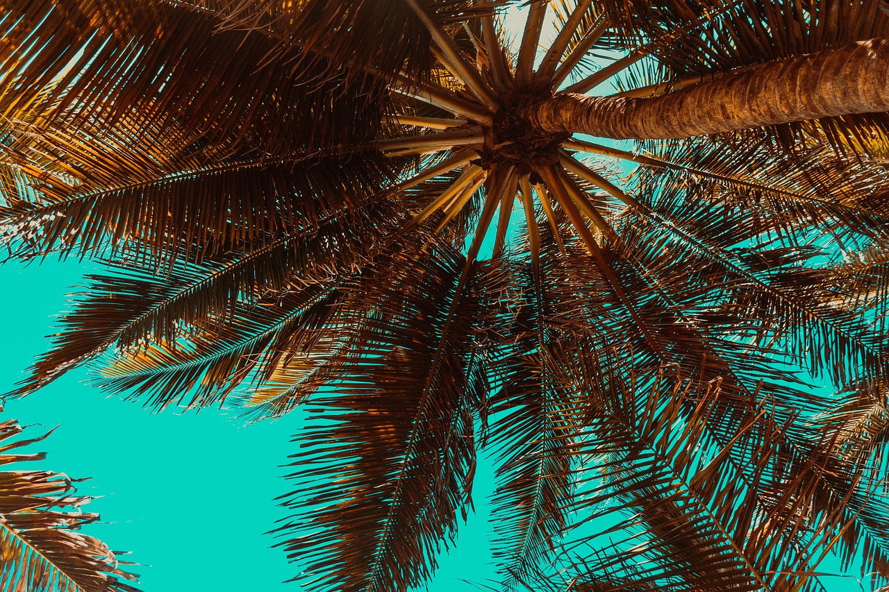Al-Ahsa Oasis Adventure