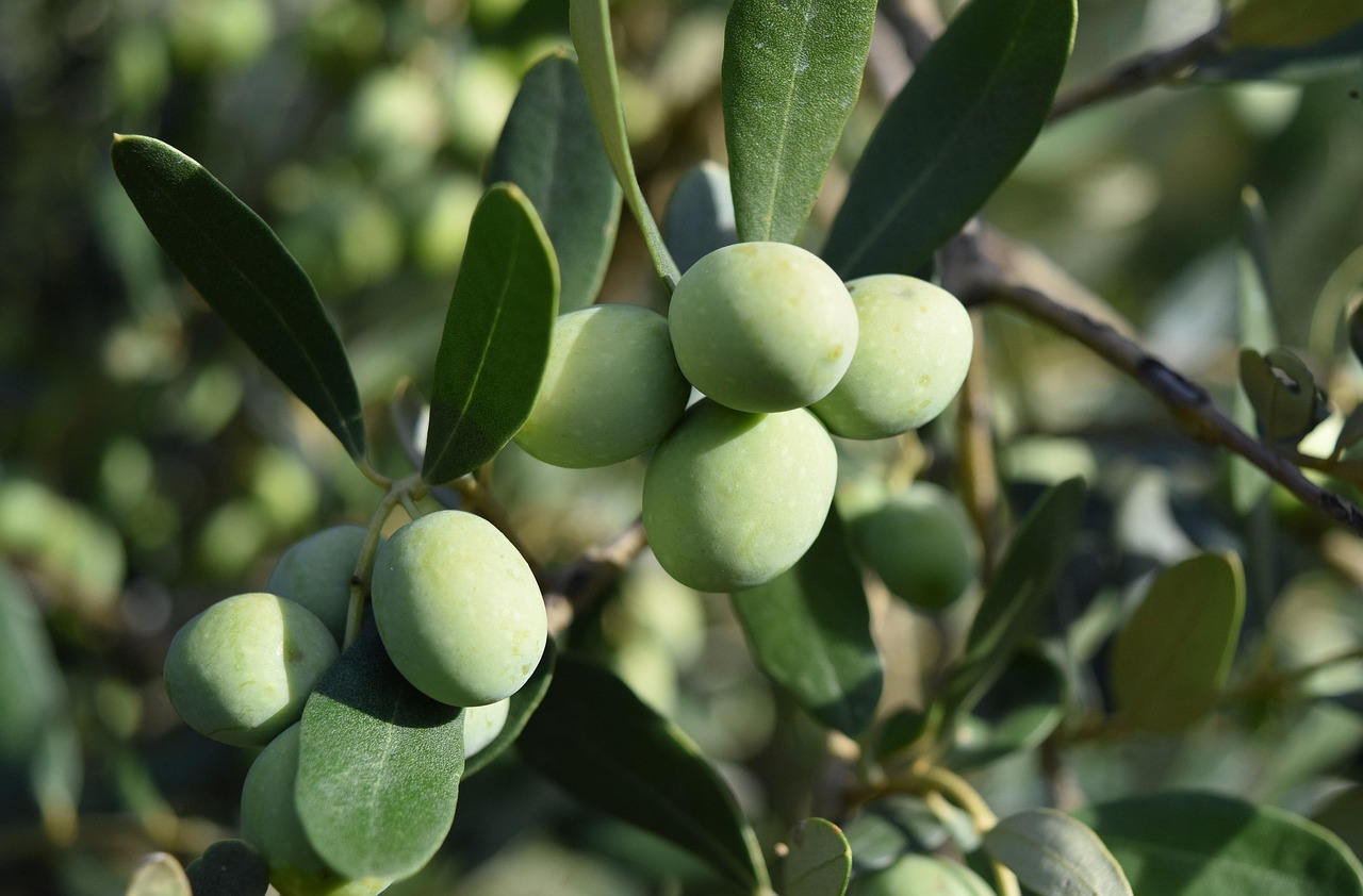 Al-Jouf Olive Paradise