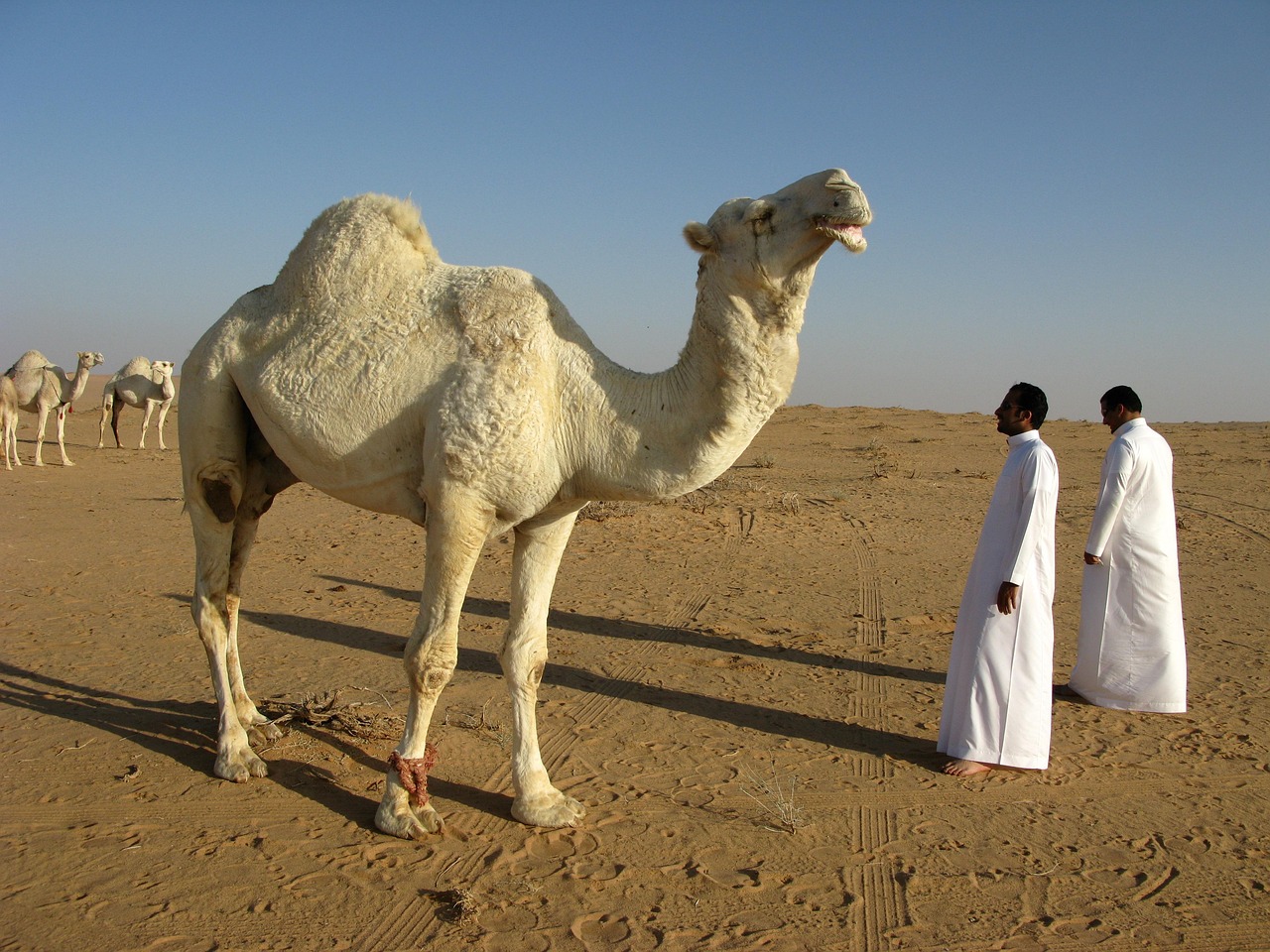 Dammam Coastal Experience